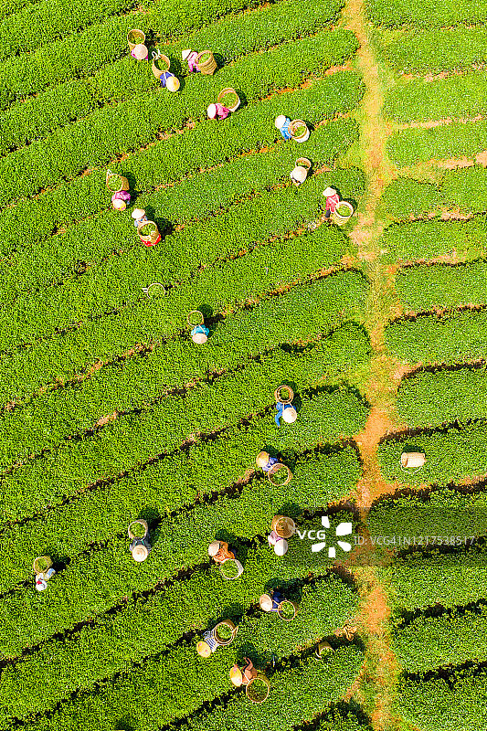 越南林同省保禄市茶农采茶航拍图片素材