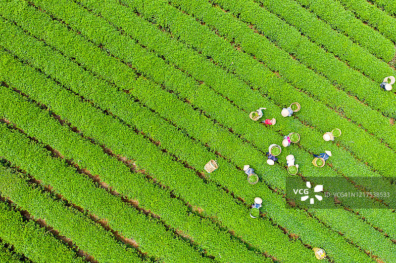 越南林同省保禄市茶农采茶航拍图片素材
