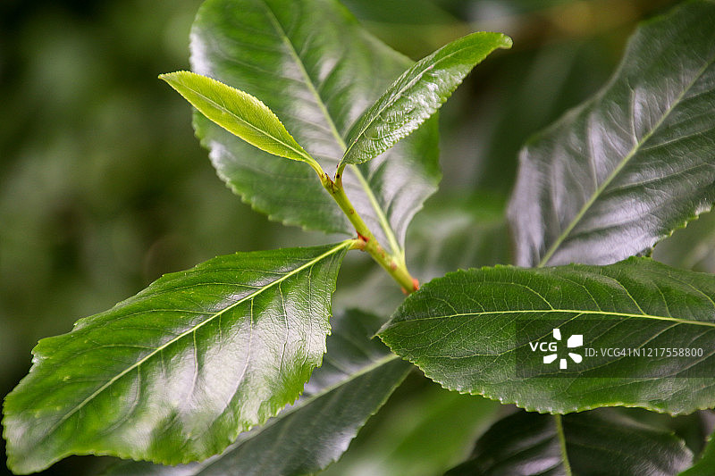 恰特草叶子图片素材