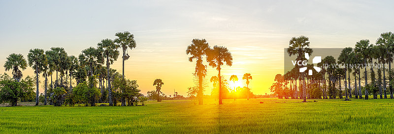 泰国金色光芒下的稻田图片素材