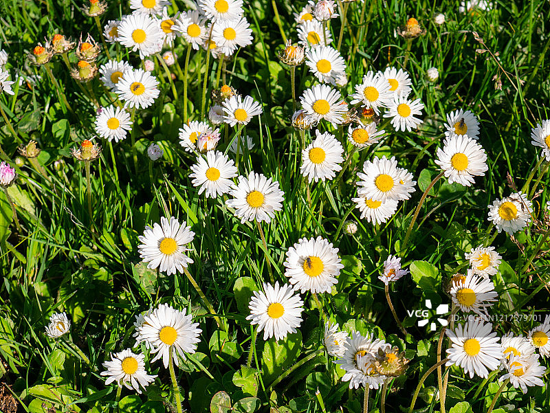 阳光明媚的春日雏菊花田图片素材