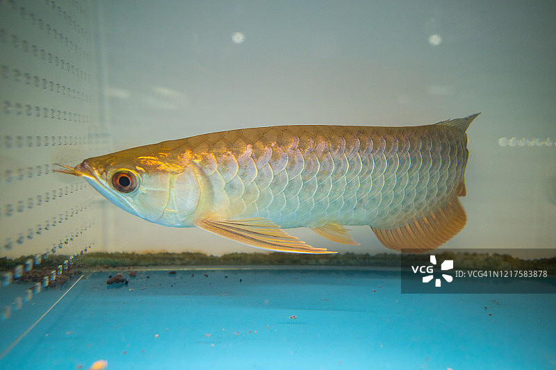 宠物店鱼缸里的金龙鱼图片素材