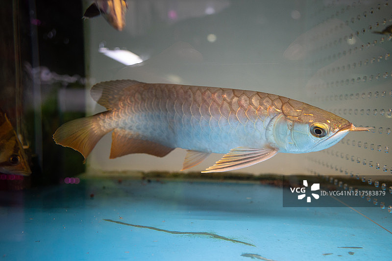 宠物店鱼缸里的金龙鱼图片素材