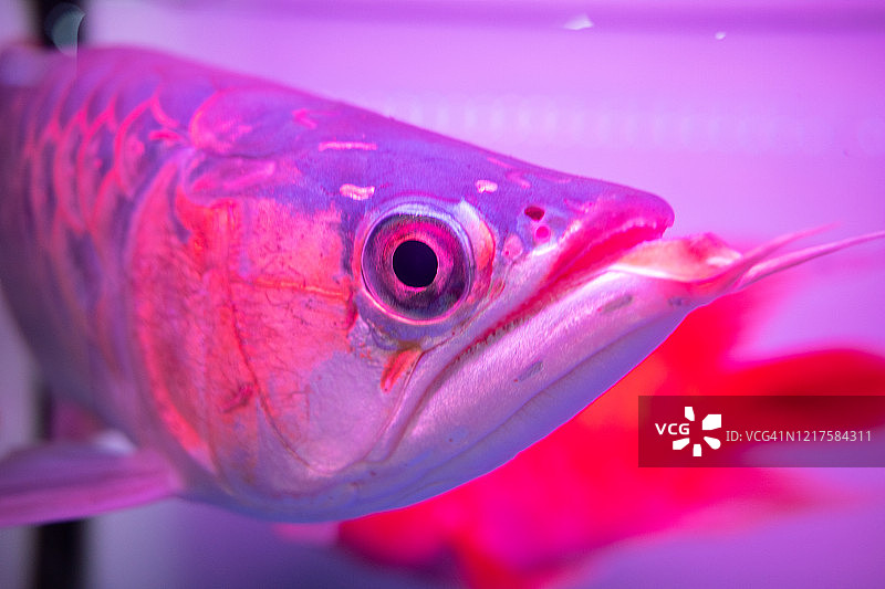 宠物店鱼缸中金龙鱼肖像图片素材