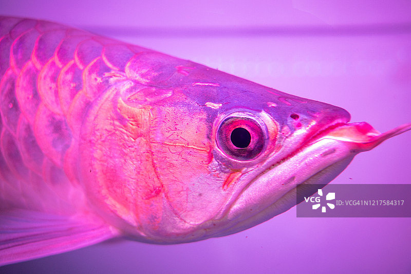 宠物店鱼缸中金龙鱼肖像图片素材