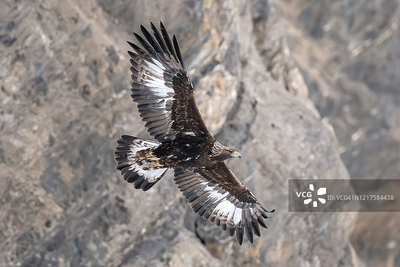 雄伟的金雕盘旋图片素材