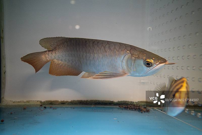 宠物店鱼缸里的金龙鱼图片素材