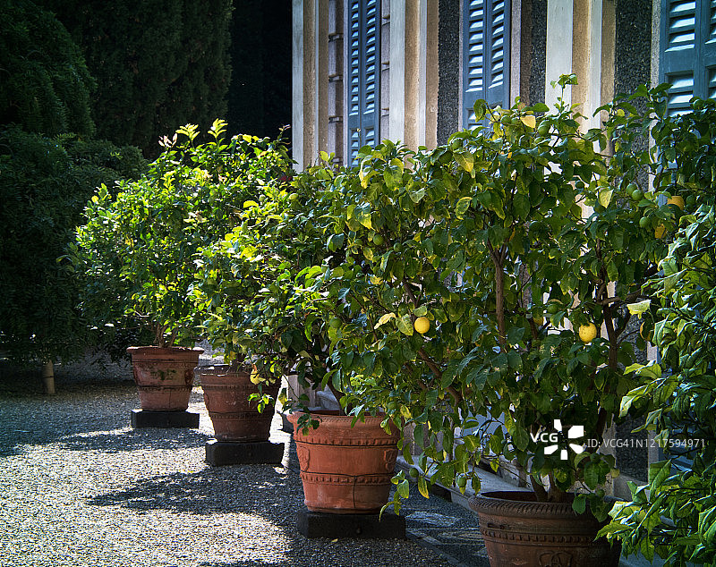 马焦雷湖贝拉岛宫殿旁的盆栽柠檬树图片素材
