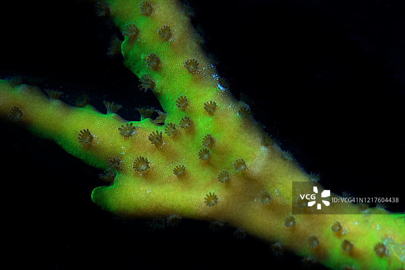 鹿角珊瑚特写照片图片素材