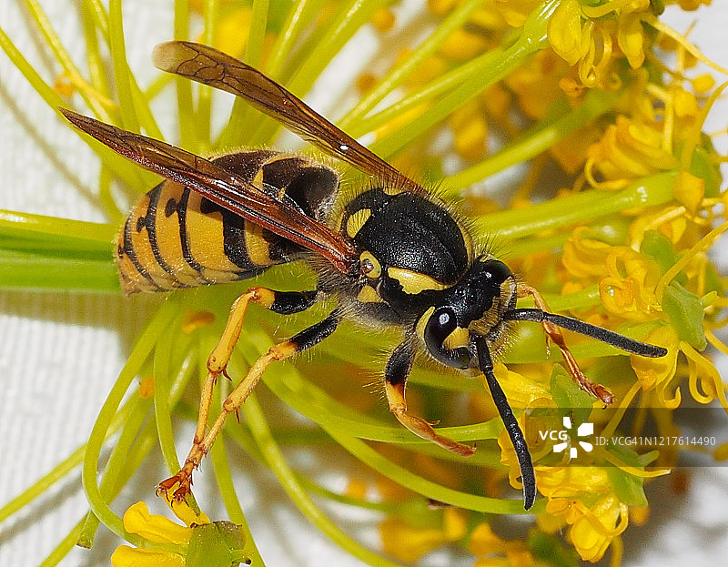 德国黄胡蜂图片素材