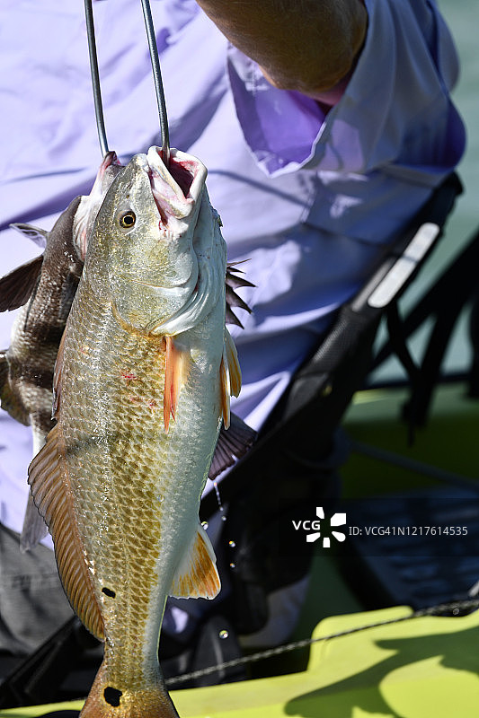 用鱼线串起来的大鱼图片素材