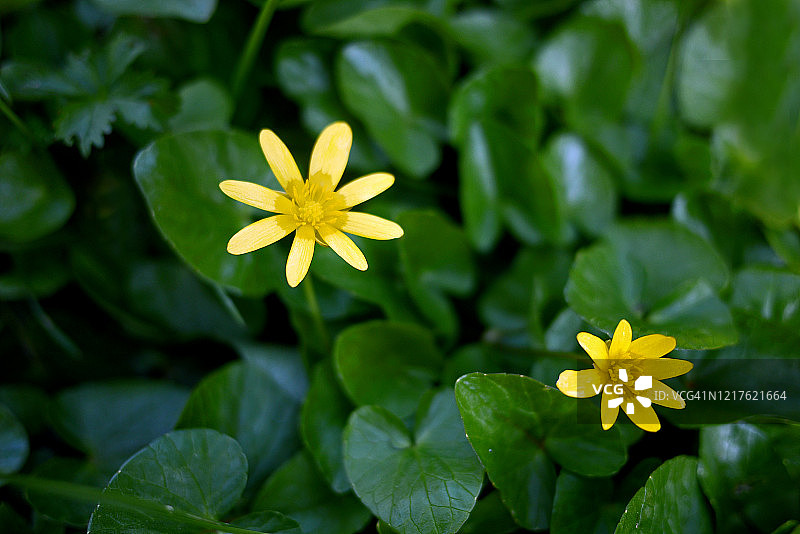 心形叶子环绕的黄色白屈菜图片素材