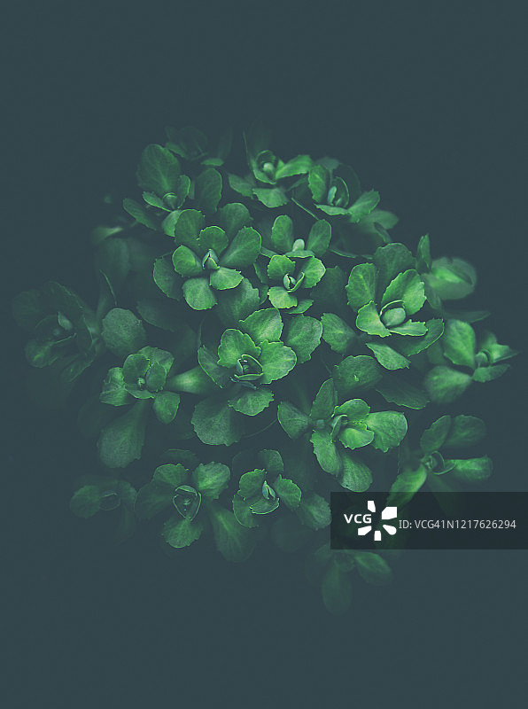 叶子花环图片素材