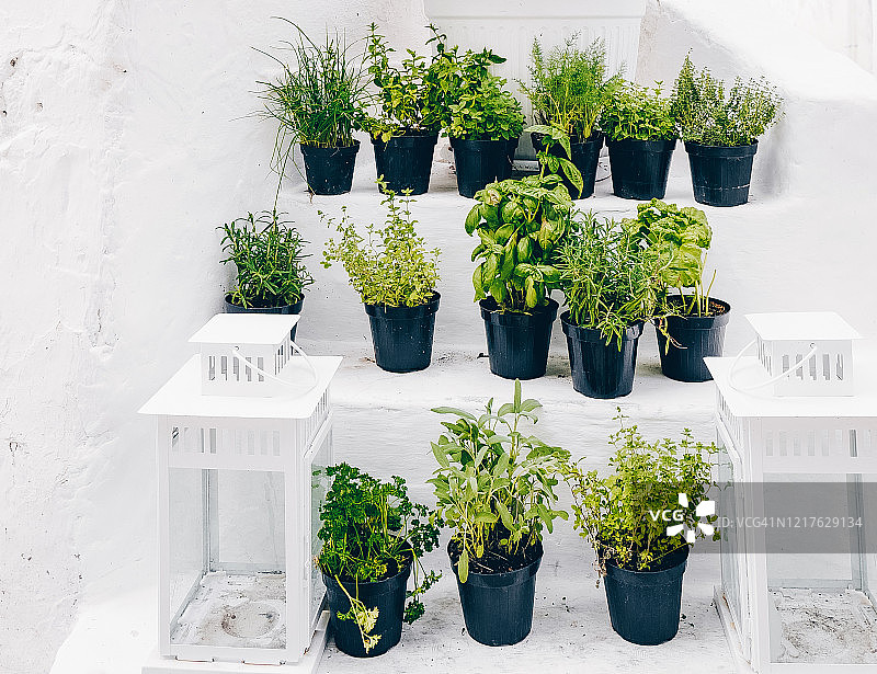 种植香草和香料的家居花园图片素材