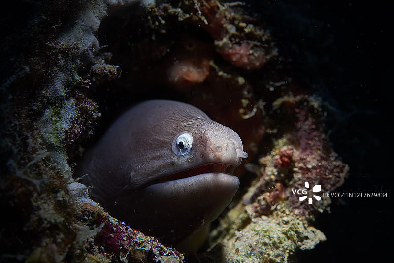 白眼海鳗图片素材