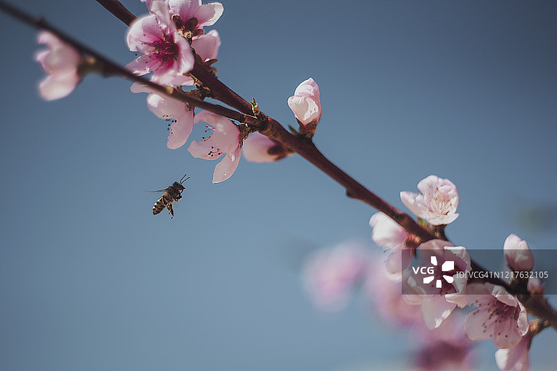 飞向粉色花朵的蜜蜂图片素材