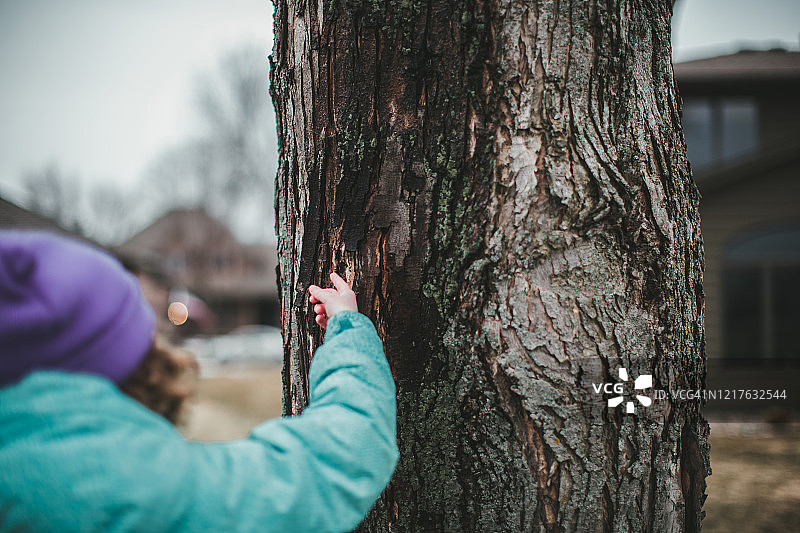 女孩触摸枫树的树液图片素材