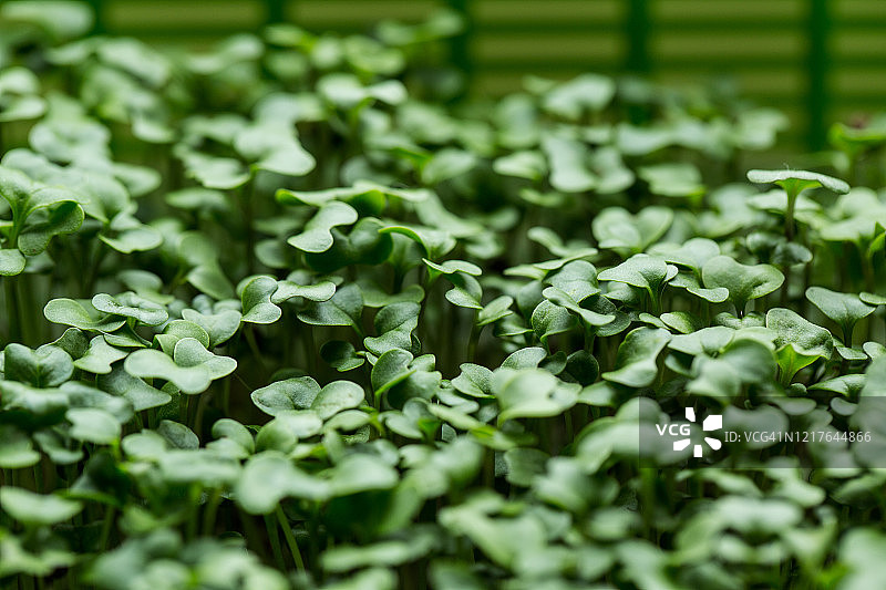 西兰花芽苗图片素材