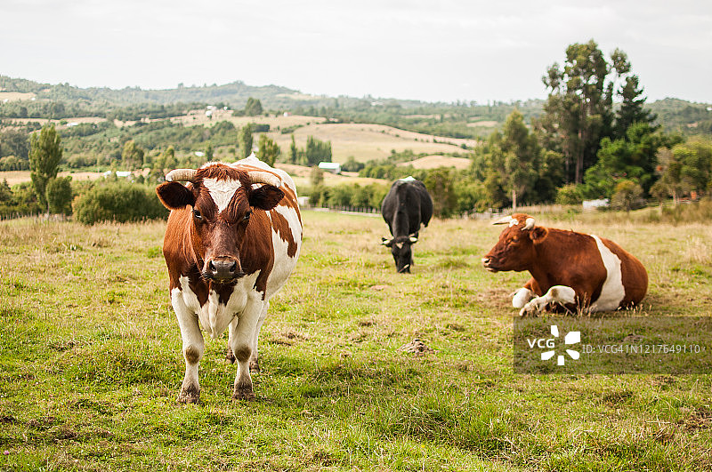 布拉福德或海福特牛群图片素材