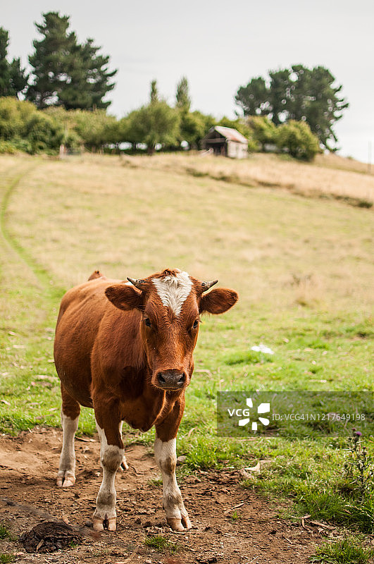 布拉福德或海福特小牛图片素材