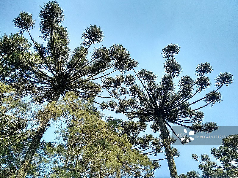 巴西松图片素材