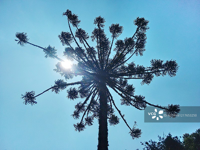 巴西松图片素材