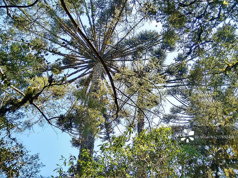 巴西松图片素材