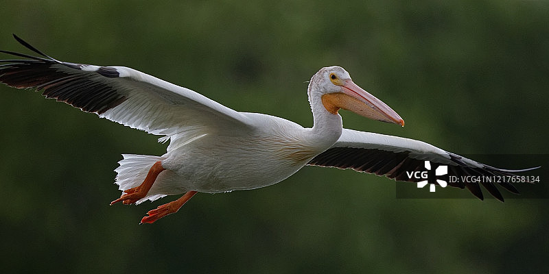 大鹈鹕低空飞行图片素材