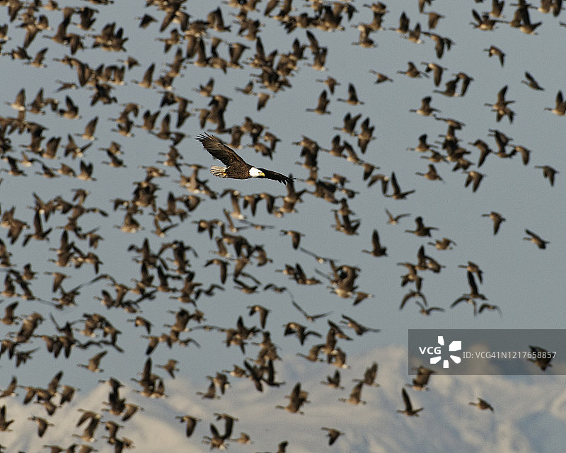 白头海雕飞过鹅群图片素材