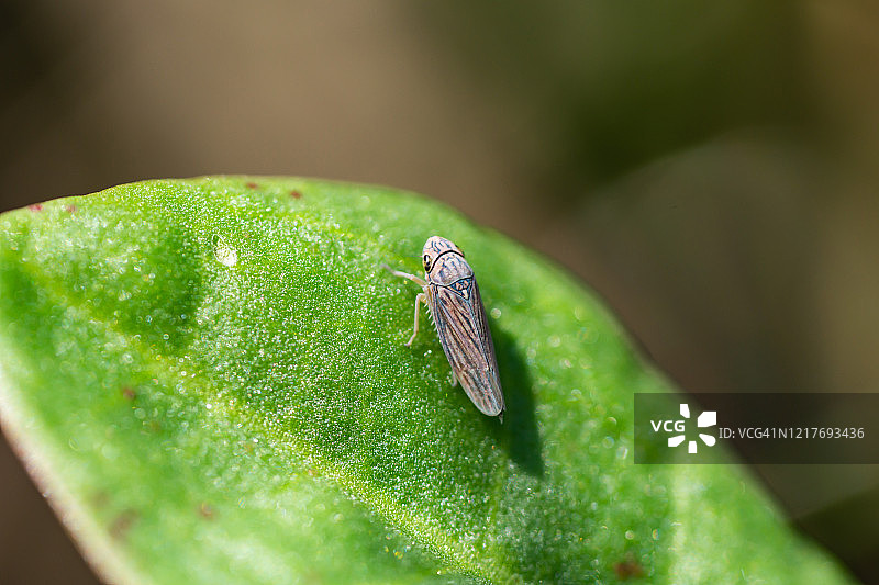 春天树叶上的叶蝉图片素材