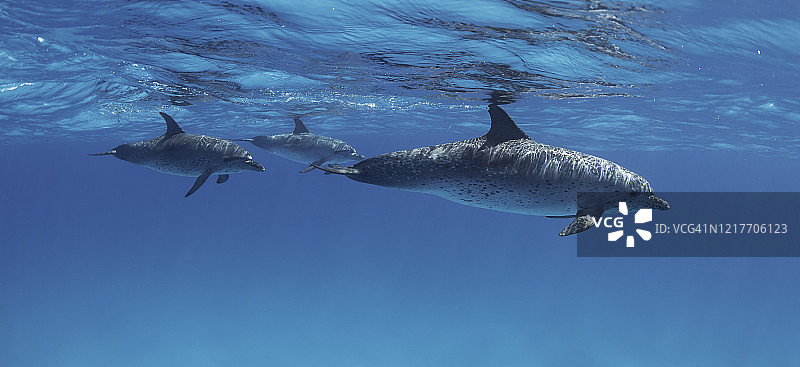 大西洋斑点海豚图片素材