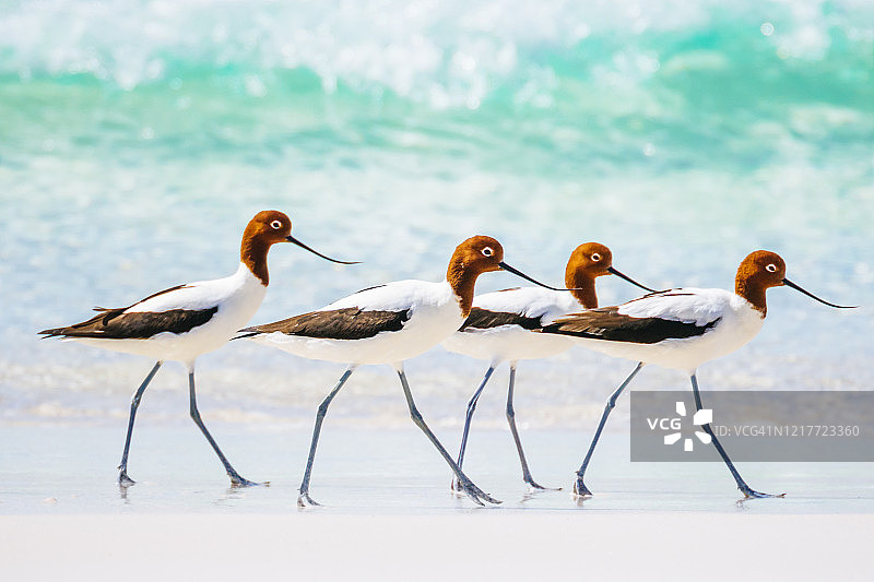 红颈反嘴鹬图片素材