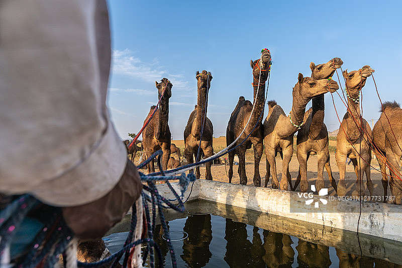 普什卡的大篷车商贩图片素材