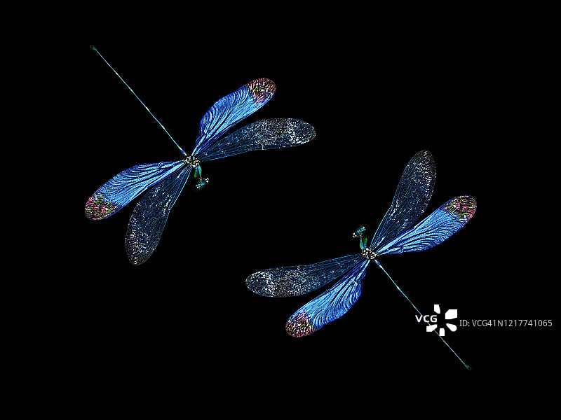 两只蓝色翅膀的蜻蜓对称排列图片素材