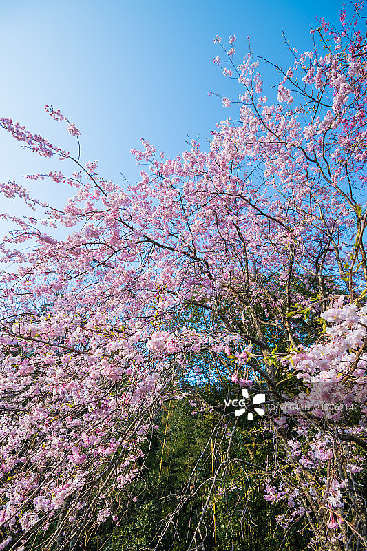 盛开的垂枝樱花树图片素材