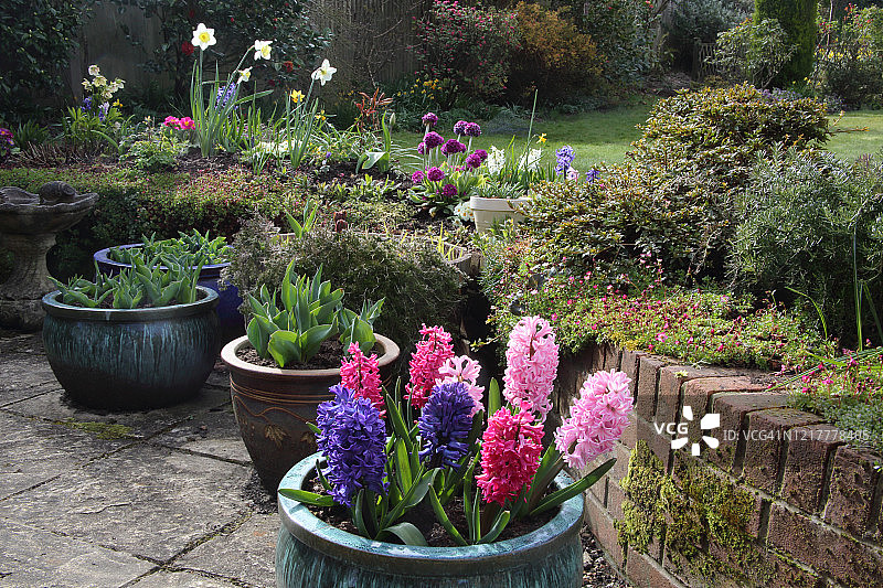 英式家庭花园中色彩鲜艳的风信子盆栽图片素材