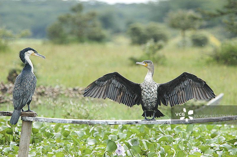 白胸鸬鹚（Phalacrocorax lucidus）图片素材