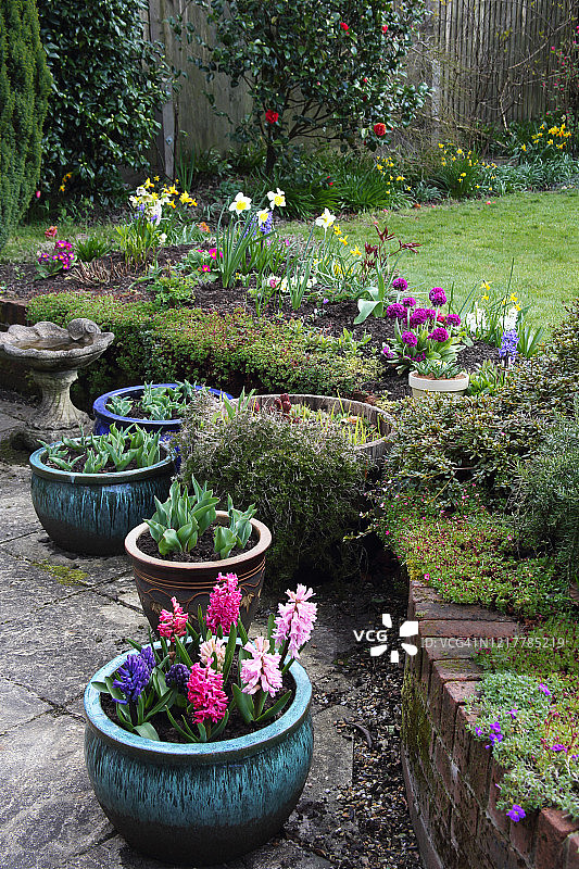 英式家庭花园中色彩鲜艳的风信子盆栽图片素材