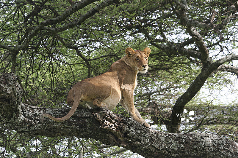 树上发出威胁的母狮图片素材