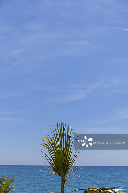 法国，滨海阿尔卑斯省，卡涅- sur-Mer，棕榈树对着地中海上清晰的地平线图片素材