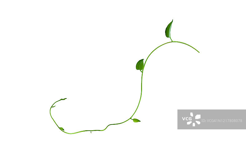 缠绕的丛林藤蔓与心形绿叶，白色背景隔离图片素材