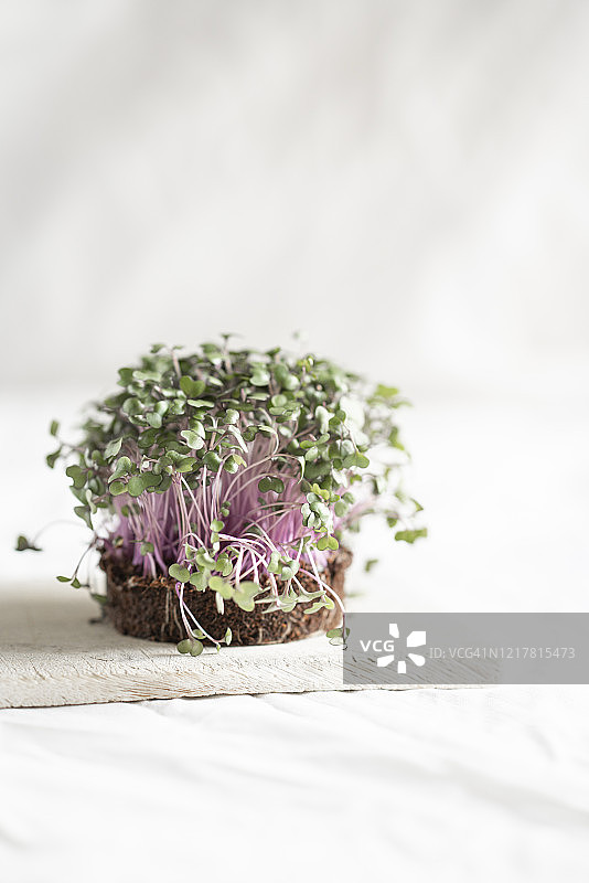 新鲜的芝麻菜苗图片素材