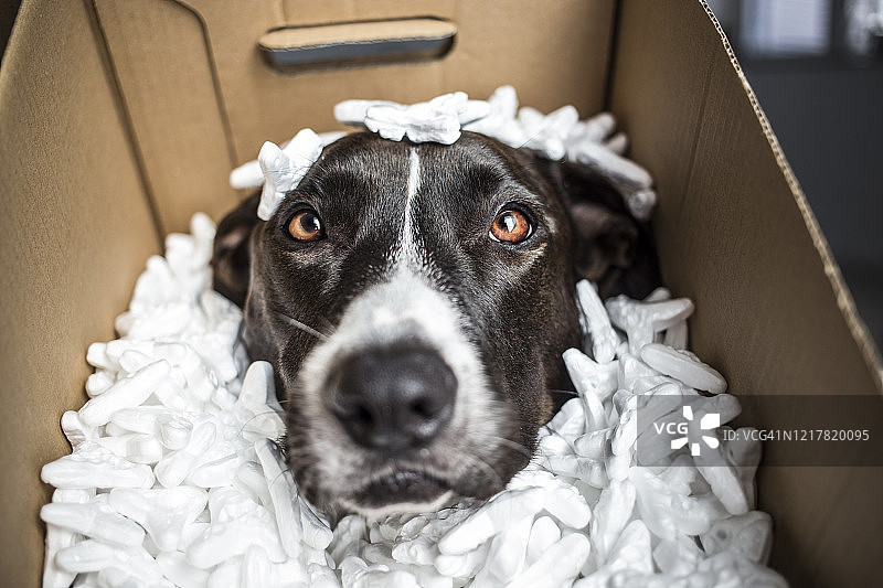 宠物（精神）图片素材
