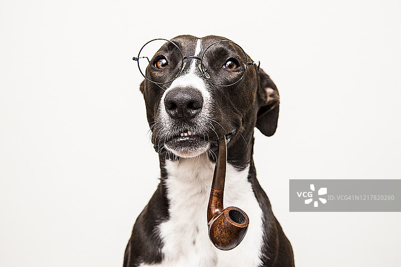 宠物（精神）图片素材