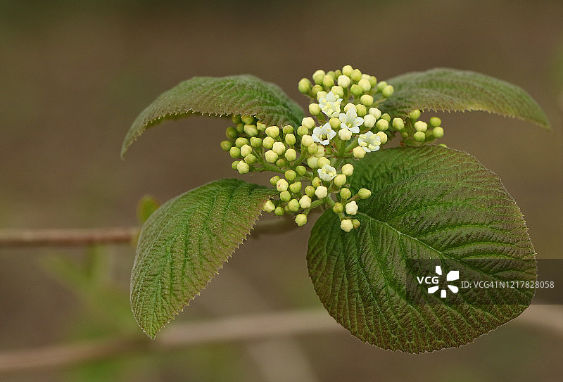 英国野外生长的黑Haw Viburnum灌木Prunifolium的花朵图片素材