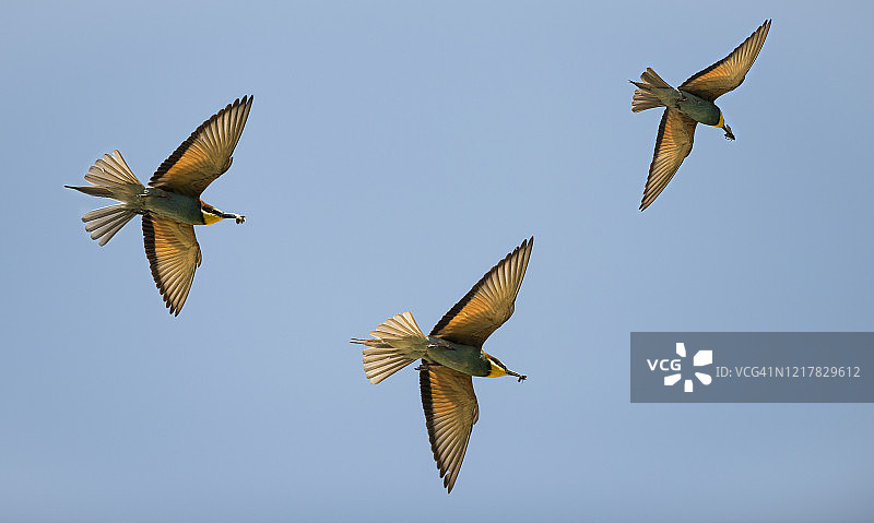 欧洲蜂虎图片素材