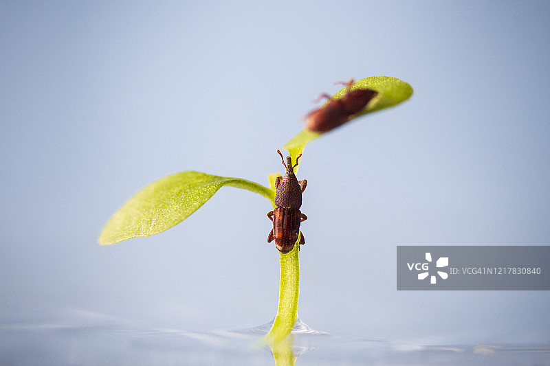 象鼻虫图片素材