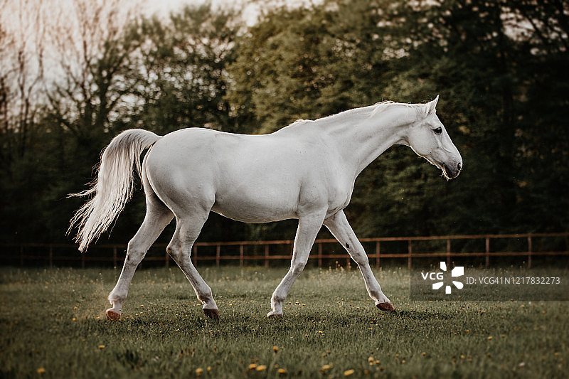 草地牧场上奔跑的白色骏马图片素材