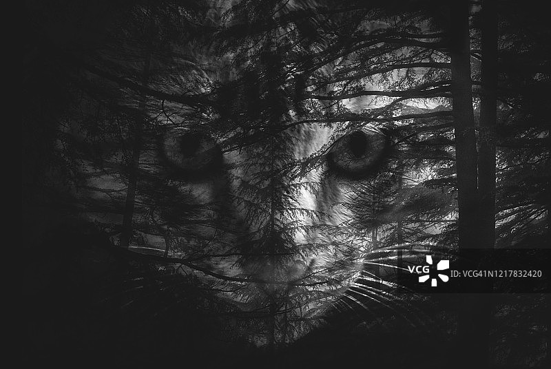 松树林与家猫 - 双重曝光图片素材