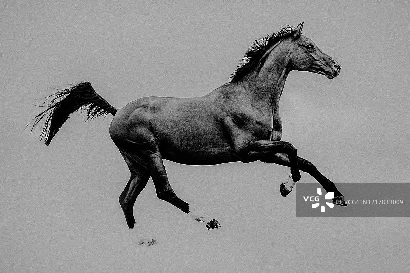草地上飞奔的运动型温血马图片素材